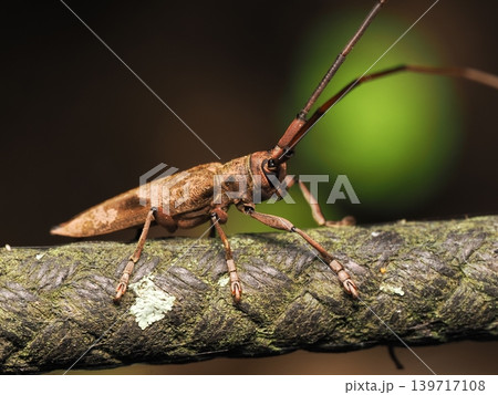 カキリムシLonghorn beetle カキリムシLonghorn beetle 139717108