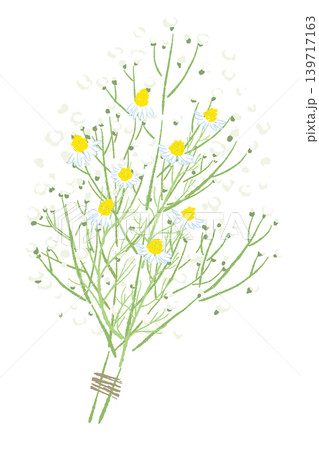Delicate Baby's Breath and Herb Bouquet Vector 139717163