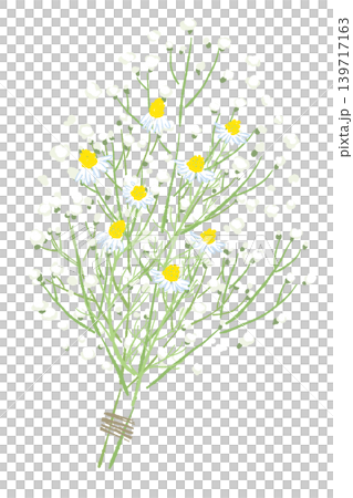 Flower, Pink, Vector 139717163