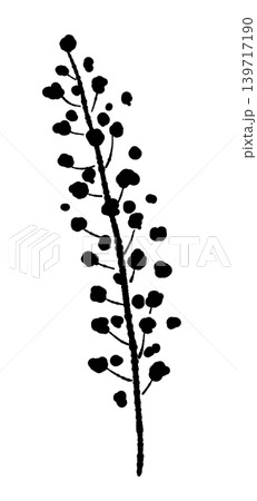 ミモザの花穂と枝（単体アップ）のモノクロ手描きイラスト素材 139717190
