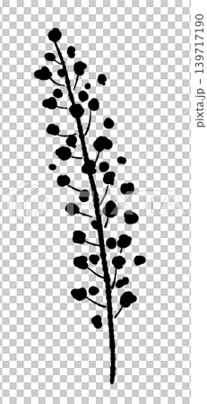 ミモザの花穂と枝（単体アップ）のモノクロ手描きイラスト素材 139717190