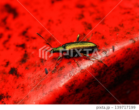 ハムシダマシ2False leaf beetle close-up ハムシダマシ2False leaf beetle close-up 139717199
