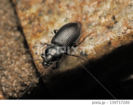 ゴミムシの仲間2Ground beetle on soil 139717200