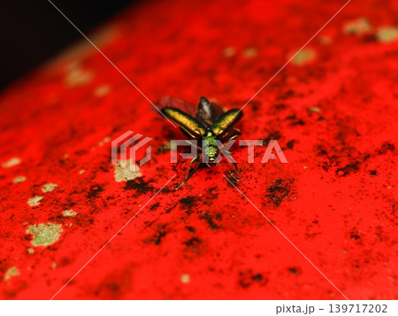 ハムシダマシ2False leaf beetle close-up ハムシダマシ2False leaf beetle close-up 139717202