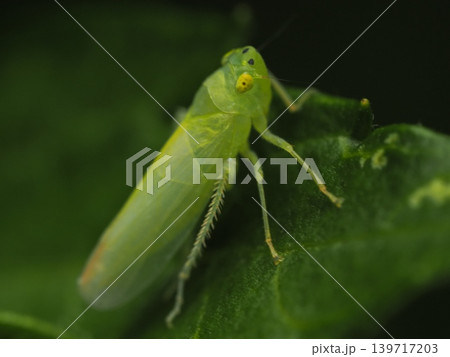葉に隠れるオオヨコバイLarge leafhopper hiding on a leaf 葉に隠れるオオヨコバイLarge leafhopper hiding on a leaf 139717203
