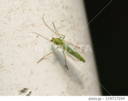 セスジユスリカ 里見公園Chironomid midge at Satomi Park 139717204