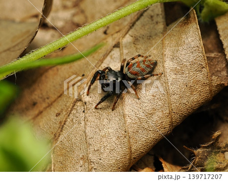 ヨダンハエトリJumping spider on a leaf ヨダンハエトリJumping spider on a leaf 139717207