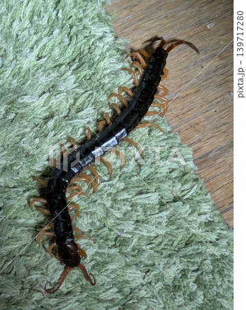 室内に出現した大きなムカデ(百足) 室内に出現した大きなムカデ(百足) 139717280