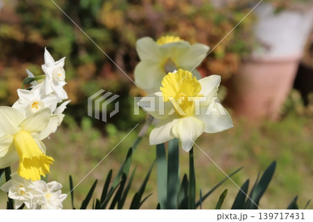春の庭に咲く白い花びらに黄色い副花冠を持つラッパズイセンの花と白いフサザキスイセンの花 春の庭に咲く白い花びらに黄色い副花冠を持つラッパズイセンの花と白いフサザキスイセンの花 139717431