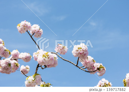 桜(糸括) 桜(糸括) 139717882