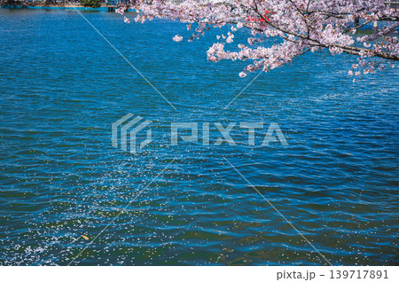 【臥竜公園】水面に浮かぶ桜の花びら【竜ヶ池】 【臥竜公園】水面に浮かぶ桜の花びら【竜ヶ池】 139717891