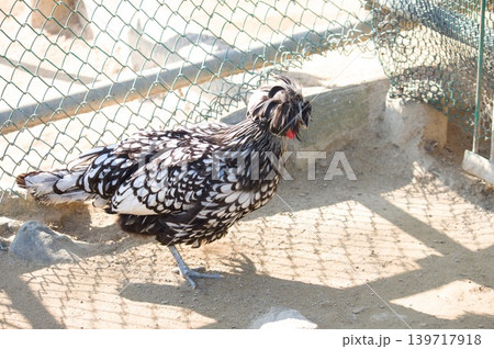 白黒の羽根を持つ鳥 白黒の羽根を持つ鳥 139717918