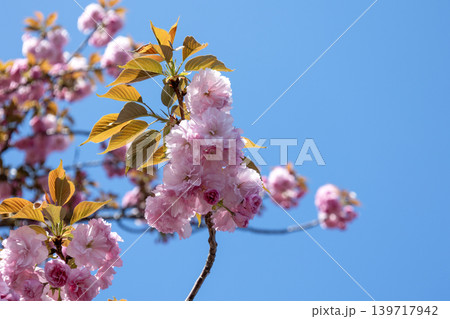 桜（関山） 139717942