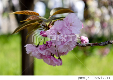 桜(関山) 桜(関山) 139717944