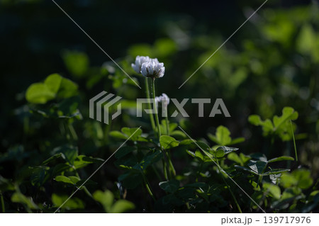 木漏れ日に浮かび上がるシロツメクサの花とクローバー(初夏・自然・背景ボケ) 木漏れ日に浮かび上がるシロツメクサの花とクローバー(初夏・自然・背景ボケ) 139717976
