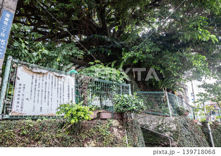 屋富祖の御願所のガジュマル 屋富祖の御願所のガジュマル 139718068