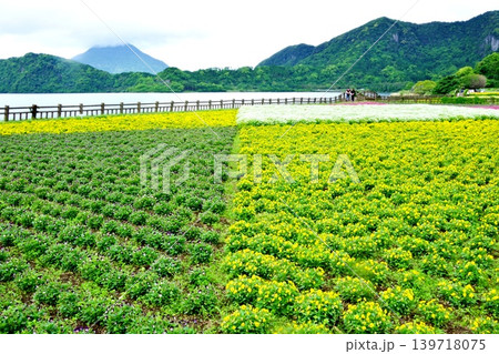 春の「池田湖」と遠くに見える「開聞岳」のコラボ 139718075
