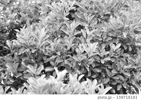 白黒写真 白黒写真 139718181