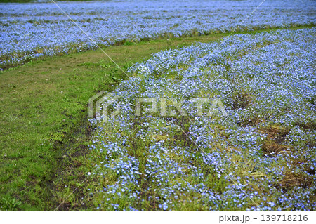 ネモフィラ畑の自然風景 139718216