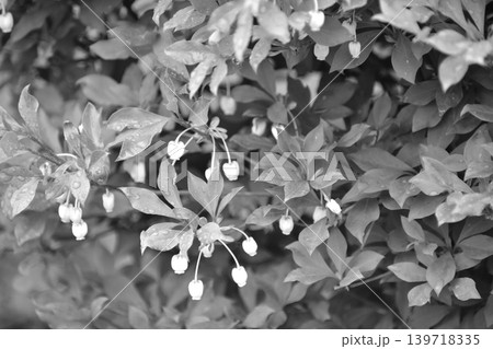 白黒写真 139718335