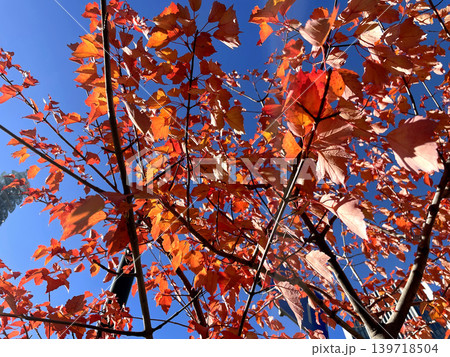 ハナノキの紅葉 オレンジ赤の葉と青空 139718504
