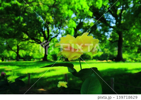 農業公園(尼崎市田能)の森に咲くバラの花 農業公園(尼崎市田能)の森に咲くバラの花 139718629