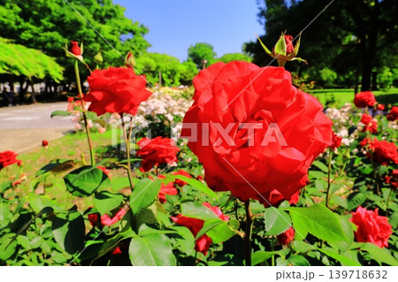 農業公園(尼崎市田能)の森に咲くバラの花 農業公園(尼崎市田能)の森に咲くバラの花 139718632