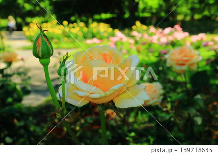 農業公園(尼崎市田能)の森に咲くバラの花 農業公園(尼崎市田能)の森に咲くバラの花 139718635