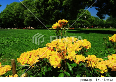 農業公園(尼崎市田能)の森に咲くバラの花 農業公園(尼崎市田能)の森に咲くバラの花 139718638