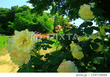 農業公園(尼崎市田能)の森に咲くバラの花 農業公園(尼崎市田能)の森に咲くバラの花 139718666