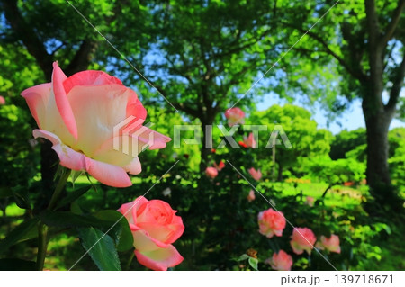 農業公園（尼崎市田能）の森に咲くバラの花 139718671