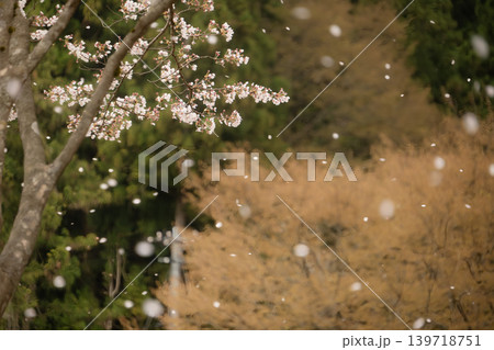 風に吹かれて美しく舞い散る満開の桜の花びら 風に吹かれて美しく舞い散る満開の桜の花びら 139718751