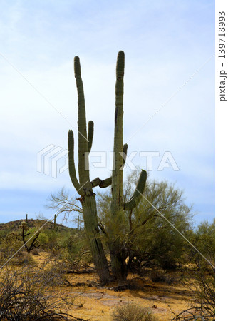 Old Saguaro Cactus Sonora desert Arizona Old Saguaro Cactus Sonora desert Arizona 139718993