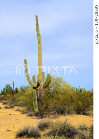 Old Saguaro Cactus Sonora desert Arizona 139718995