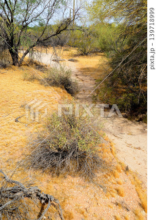 Arizona Desert Arroyo 139718999