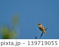さえずりをしたり飛翔する色鮮やかな夏鳥などの日本の渡り鳥 さえずりをしたり飛翔する色鮮やかな夏鳥などの日本の渡り鳥 139719055