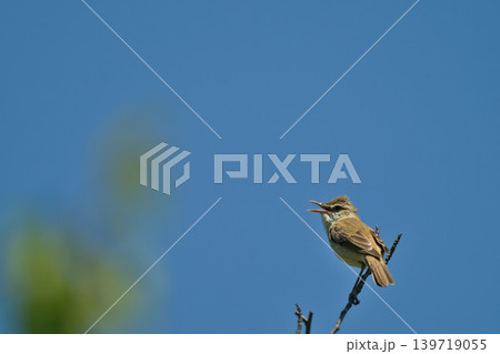 さえずりをしたり飛翔する色鮮やかな夏鳥などの日本の渡り鳥 139719055