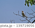 さえずりをしたり飛翔する色鮮やかな夏鳥などの日本の渡り鳥 さえずりをしたり飛翔する色鮮やかな夏鳥などの日本の渡り鳥 139719056