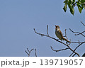 さえずりをしたり飛翔する色鮮やかな夏鳥などの日本の渡り鳥 さえずりをしたり飛翔する色鮮やかな夏鳥などの日本の渡り鳥 139719057
