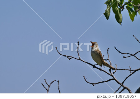 さえずりをしたり飛翔する色鮮やかな夏鳥などの日本の渡り鳥 139719057