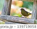 さえずりをしたり飛翔する色鮮やかな夏鳥などの日本の渡り鳥 さえずりをしたり飛翔する色鮮やかな夏鳥などの日本の渡り鳥 139719058