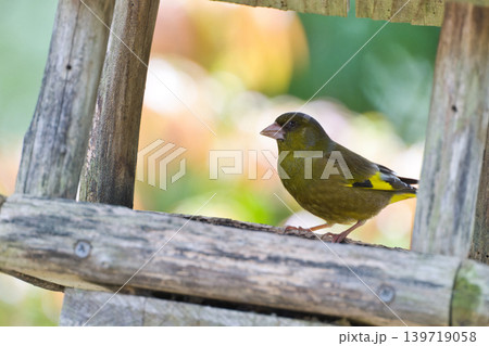 さえずりをしたり飛翔する色鮮やかな夏鳥などの日本の渡り鳥 139719058