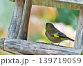 さえずりをしたり飛翔する色鮮やかな夏鳥などの日本の渡り鳥 さえずりをしたり飛翔する色鮮やかな夏鳥などの日本の渡り鳥 139719059