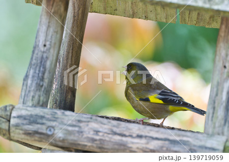 さえずりをしたり飛翔する色鮮やかな夏鳥などの日本の渡り鳥 139719059