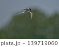 さえずりをしたり飛翔する色鮮やかな夏鳥などの日本の渡り鳥 さえずりをしたり飛翔する色鮮やかな夏鳥などの日本の渡り鳥 139719060