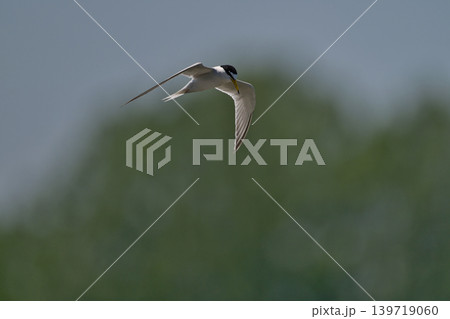 さえずりをしたり飛翔する色鮮やかな夏鳥などの日本の渡り鳥 139719060