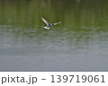 さえずりをしたり飛翔する色鮮やかな夏鳥などの日本の渡り鳥 さえずりをしたり飛翔する色鮮やかな夏鳥などの日本の渡り鳥 139719061