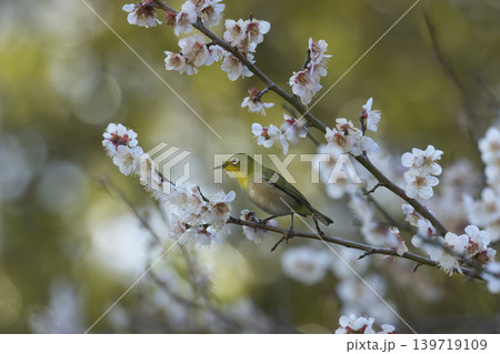 梅の花とメジロ 梅の花とメジロ 139719109