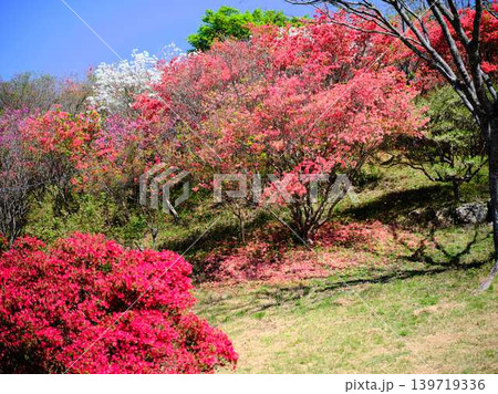 日本庭園のツツジ つつじ 日本庭園のツツジ つつじ 139719336