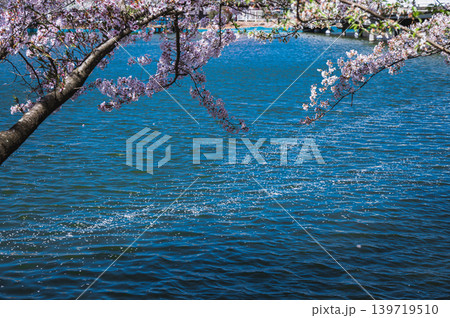 【臥竜公園】水面に浮かぶ桜の花びら【竜ヶ池】 【臥竜公園】水面に浮かぶ桜の花びら【竜ヶ池】 139719510